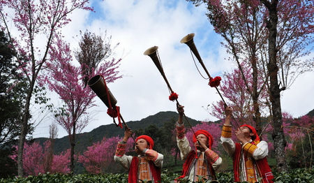 探秘金庸笔下无量山 冬日里的樱花烂漫