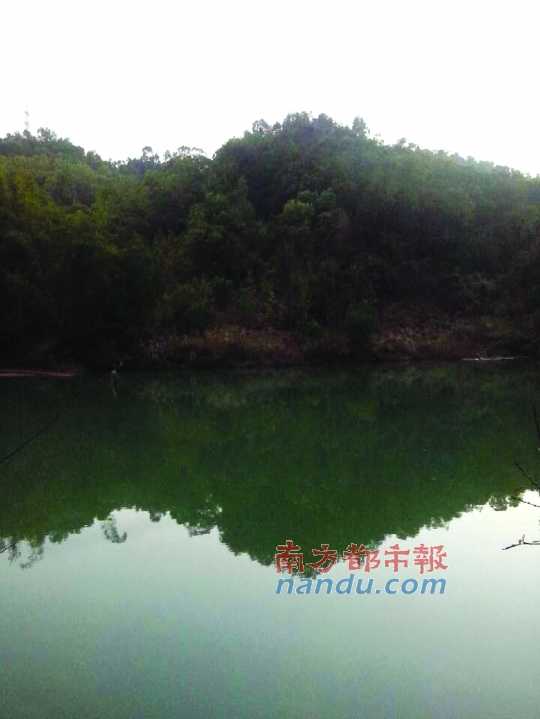 市民高女士在中山林场公园拍的两张照片,其中一张出现不明飞行物,而另一张没有出现飞行物。