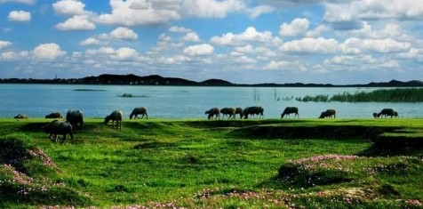 鄱阳湖夏季美景 感谢鄱阳湖旅游官方门户网站提供图片