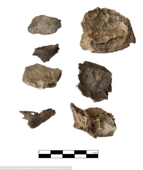考古学家发现的死婴头骨碎片，混杂在牲畜残骸和其他碎片之中