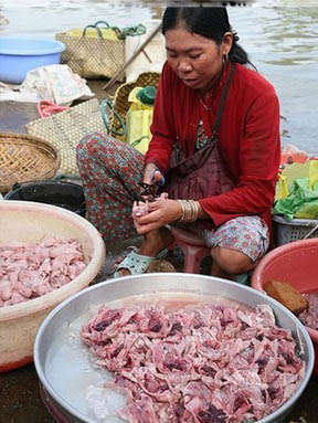 越南人爱吃老鼠肉 少女吃鼠可以美容