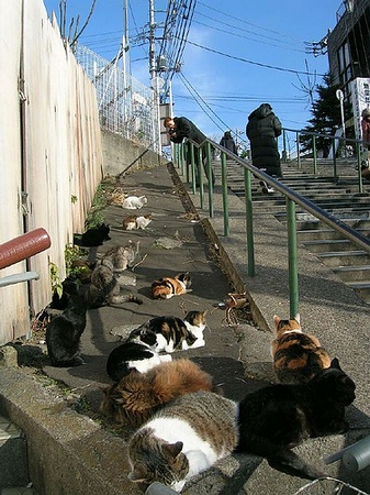 【组图】日本“猫岛”田代岛风光：猫比人多 岛上各种猫咪模样小屋 禁止狗上岛