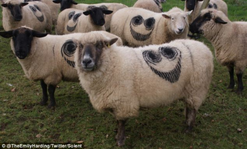英国各地上百绵羊身上出现神秘“笑脸”（图）