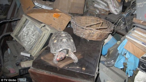 这家人在一个装杂物的纸箱里意外发现失踪了30年的宠物龟。