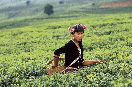 采茶的佤族女子