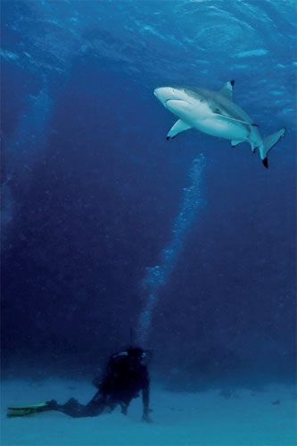 鲨鱼是潜水的危险之一