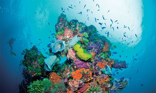 壮观的珊瑚礁