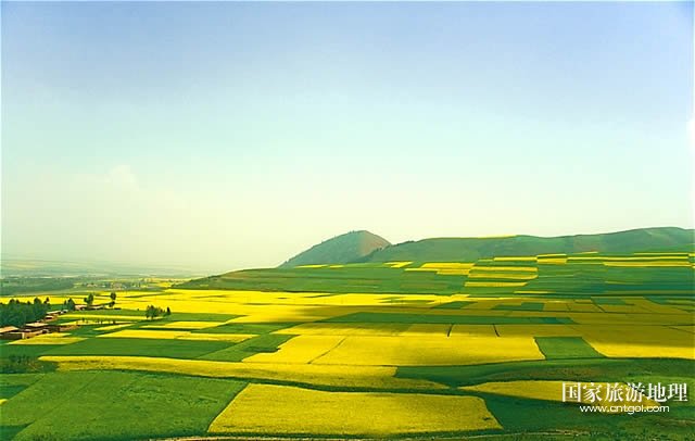 青海门源油菜花