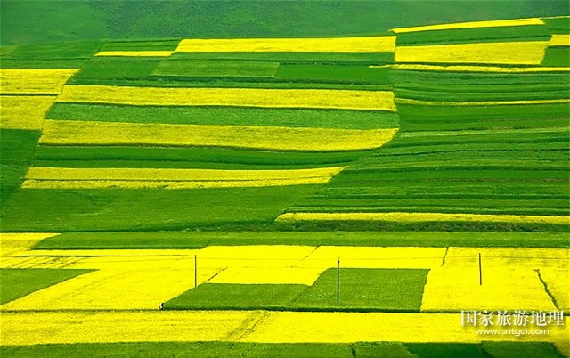 青海门源油菜花