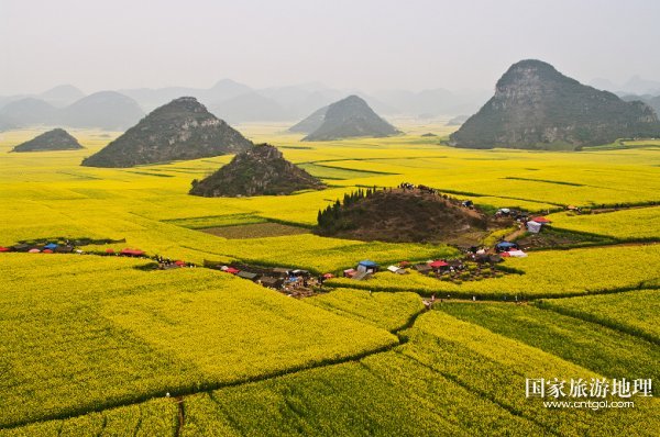 云南罗平油菜花