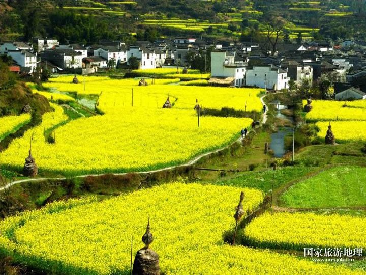 江西婺源的油菜花