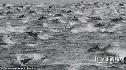 美国圣地亚哥海岸附近出现了超过10万条海豚