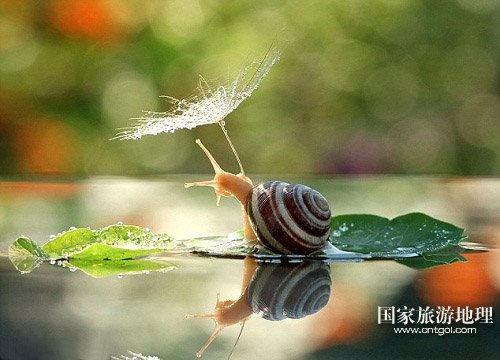 蜗牛乘树叶花下避雨 似撑小伞湖上泛舟