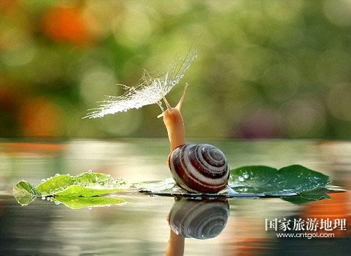 蜗牛乘树叶花下避雨 似撑小伞湖上泛舟