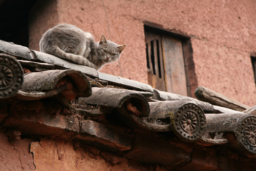屋檐上的猫
