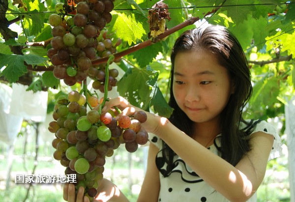 江西婺源：葡萄熟了为夏日旅游添景（图）