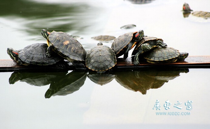 每日奇闻：中外乌龟混战死伤无数 不明飞行物夜闯寺院（组图）