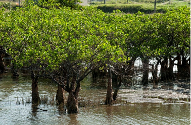 鲁能海南项目迎来买房时机_焦点新闻_国家旅