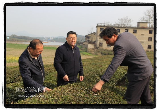 婺源县茶业局积极组织茶技人员到中云、镇头、清华、思口等重点产茶乡镇，深入茶园地块、名优茶加工厂开展技术服务。