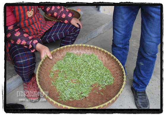 婺源县茶业局积极组织茶技人员到中云、镇头、清华、思口等重点产茶乡镇，深入茶园地块、名优茶加工厂开展技术服务。