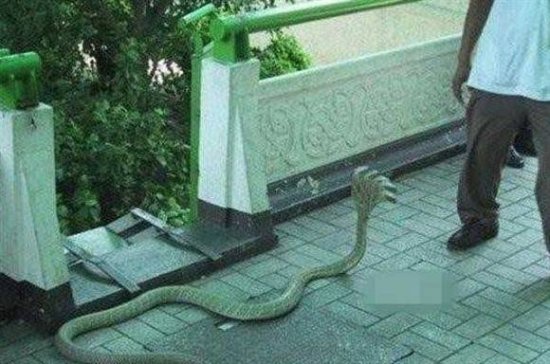 真骇人
