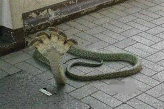 真骇人