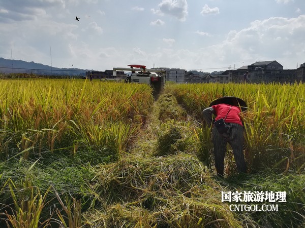 贵州黎平县洪州镇又到一年秋收季(图)