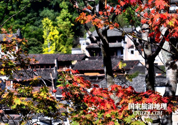 金秋时节,“中国最美乡村”婺源错落有致的徽派民居与乌桕小红枫等相映成趣,美不胜收。10月29日拍摄的婺源篁岭村金秋美景,吸引了众多游客前来观赏游玩。