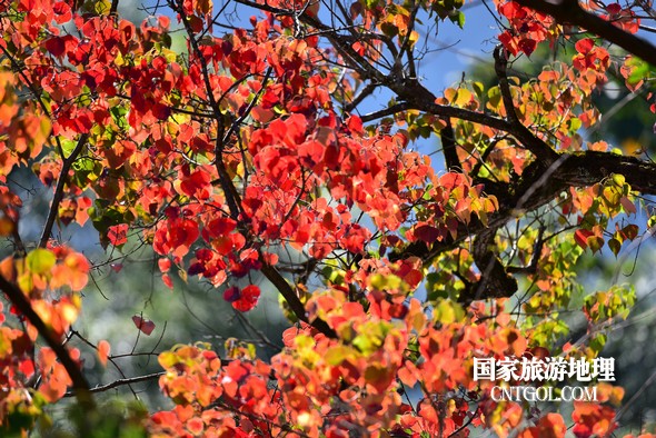 金秋时节,“中国最美乡村”婺源错落有致的徽派民居与乌桕小红枫等相映成趣,美不胜收。10月29日拍摄的婺源篁岭村金秋美景,吸引了众多游客前来观赏游玩。
