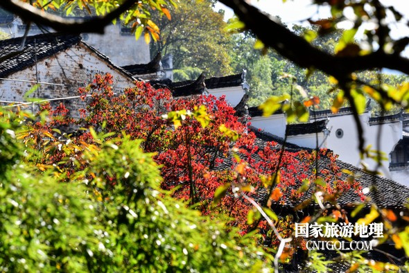 金秋时节,“中国最美乡村”婺源错落有致的徽派民居与乌桕小红枫等相映成趣,美不胜收。10月29日拍摄的婺源篁岭村金秋美景,吸引了众多游客前来观赏游玩。