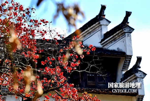 金秋时节,“中国最美乡村”婺源错落有致的徽派民居与乌桕小红枫等相映成趣,美不胜收。10月29日拍摄的婺源篁岭村金秋美景,吸引了众多游客前来观赏游玩。