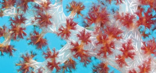 新纪录片拍下海底珍奇生物高清图像(组图)