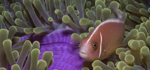 新纪录片拍下海底珍奇生物高清图像(组图)