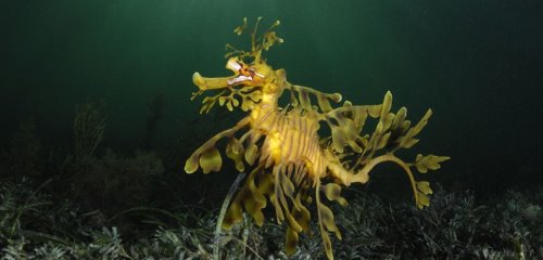 新纪录片拍下海底珍奇生物高清图像(图)(2)