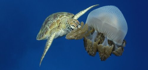 新纪录片拍下海底珍奇生物高清图像(图)(2)