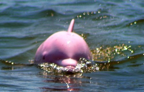 美国发现罕见红眼睛粉色海豚(组图)
