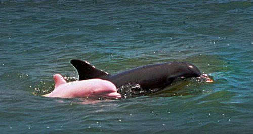 美国发现罕见红眼睛粉色海豚(组图)