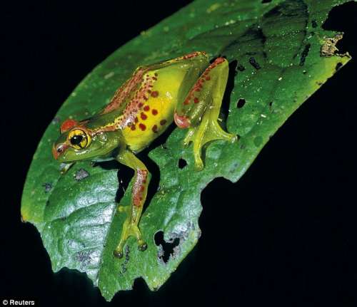 马达加斯加岛发现200多种新蛙类(图)