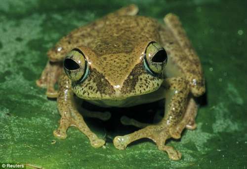 马达加斯加岛发现200多种新蛙类(图)