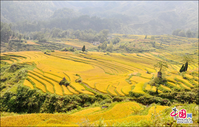 地理中国：花田梯田 挂在天边的风景