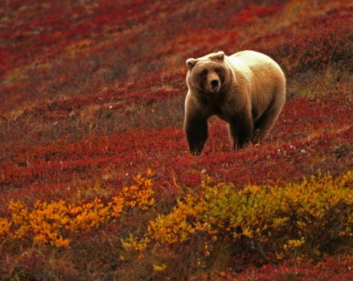 美在自然风景如画 在阿拉斯加来一次“熊遇”