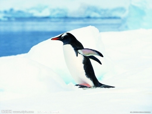 带您到世界的尽头 探访南极帝企鹅