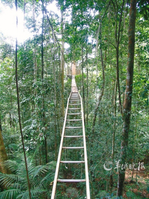 马来西亚勇探原始大森林 朝拜存活百万年的森林