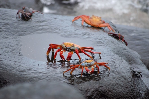 澳洲最美圣诞岛 神秘的红蟹大迁徙
