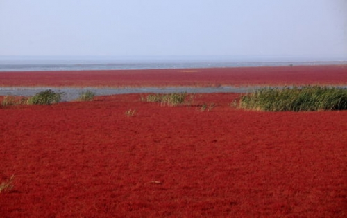 盘锦红海滩：心驰神往的那片红色海洋