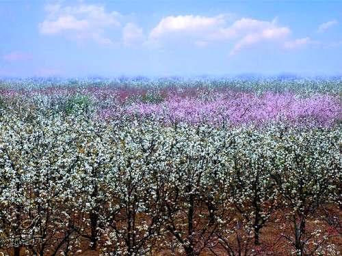 冰清玉洁似雪花 春之梨花美不胜收 冰清玉洁似雪花 春之梨花美不胜收