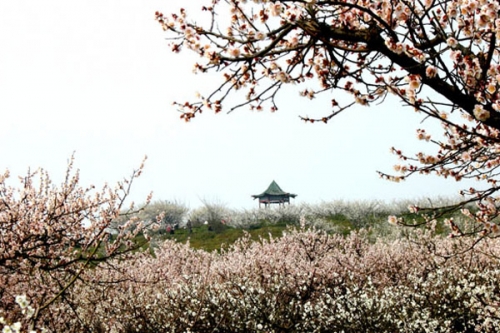 美丽南京百姓节日 2013南京梅花节四条线路推荐