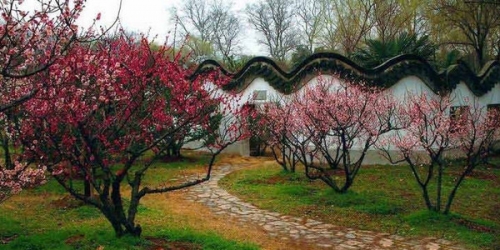 美丽南京百姓节日 2013南京梅花节四条线路推荐