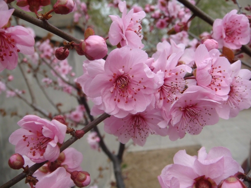 美丽南京百姓节日 2013南京梅花节四条线路推荐