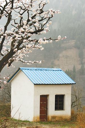 浸在花海中的乡野村落 清明节寻最迷人的杏花村